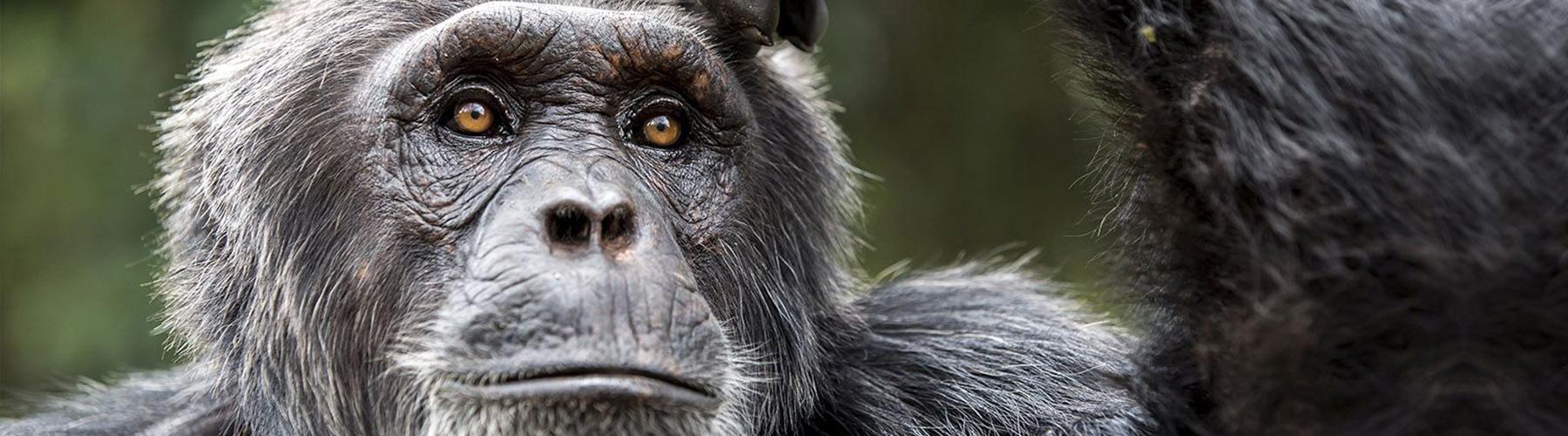 Gorilla & Schimpansen Beobachtung