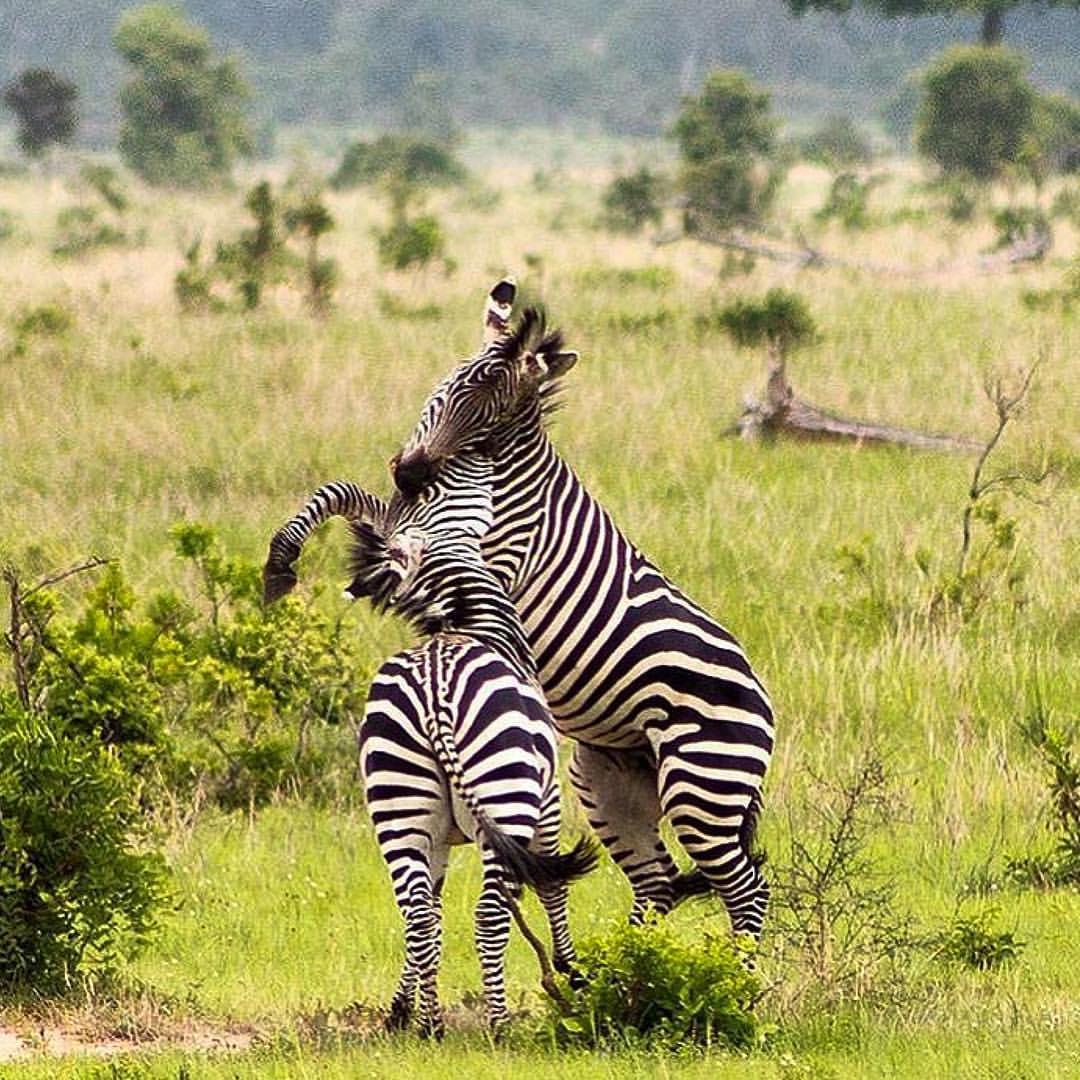 Mikumi Nationalpark