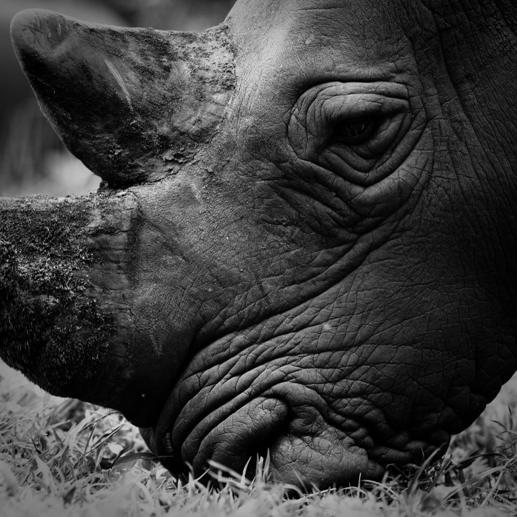 ZIWA RHINO SANCTUARY