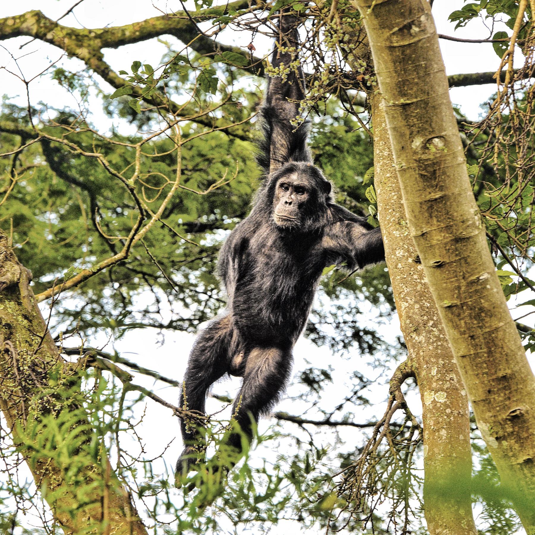 Nyungwe Nationalpark