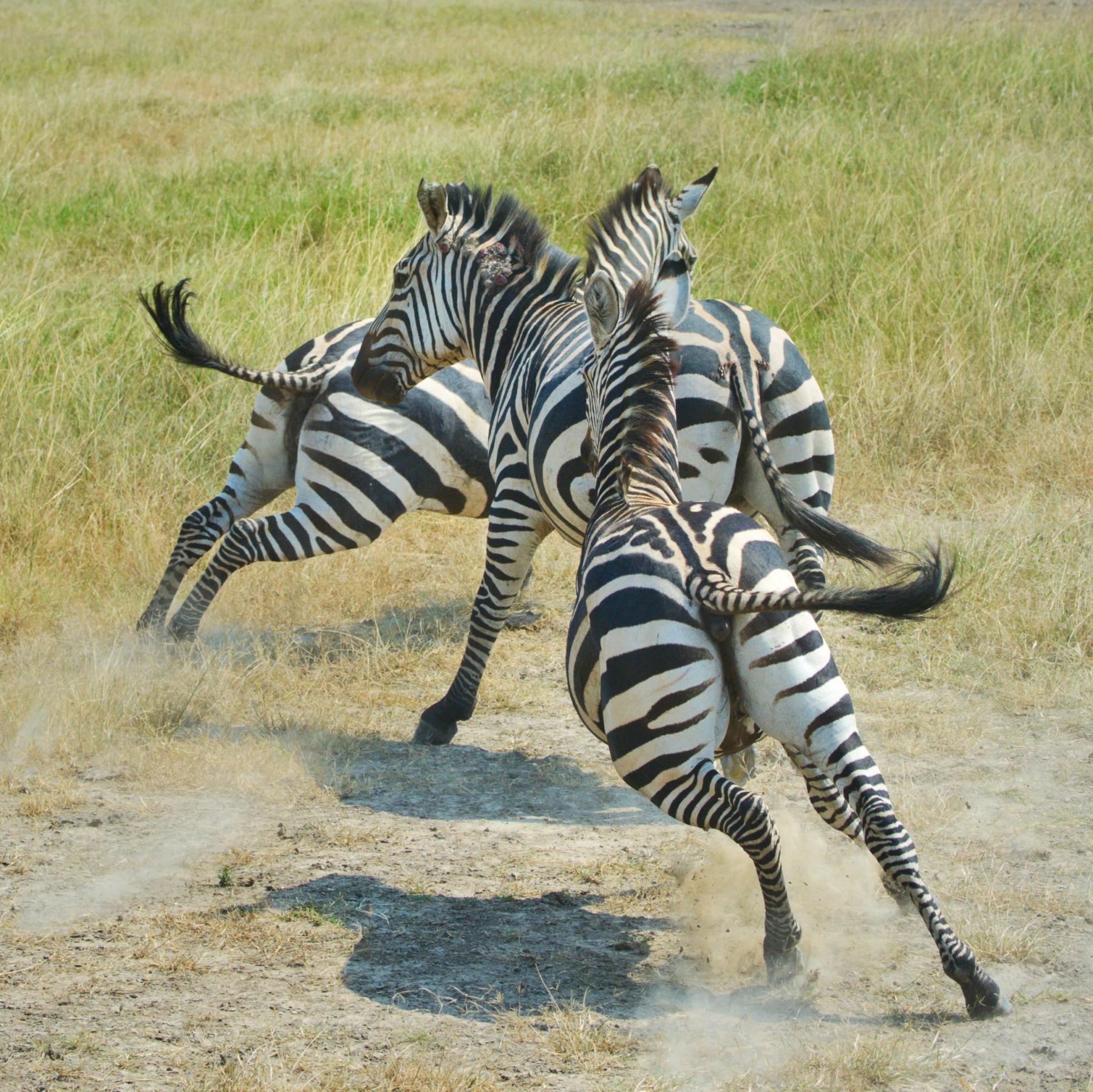 Akagera Nationalpark
