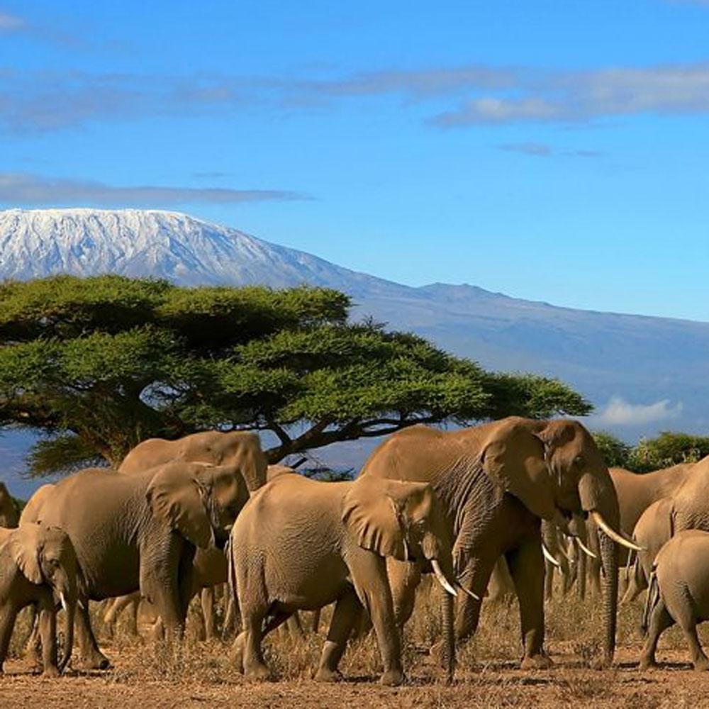 Amboseli Nationalpark