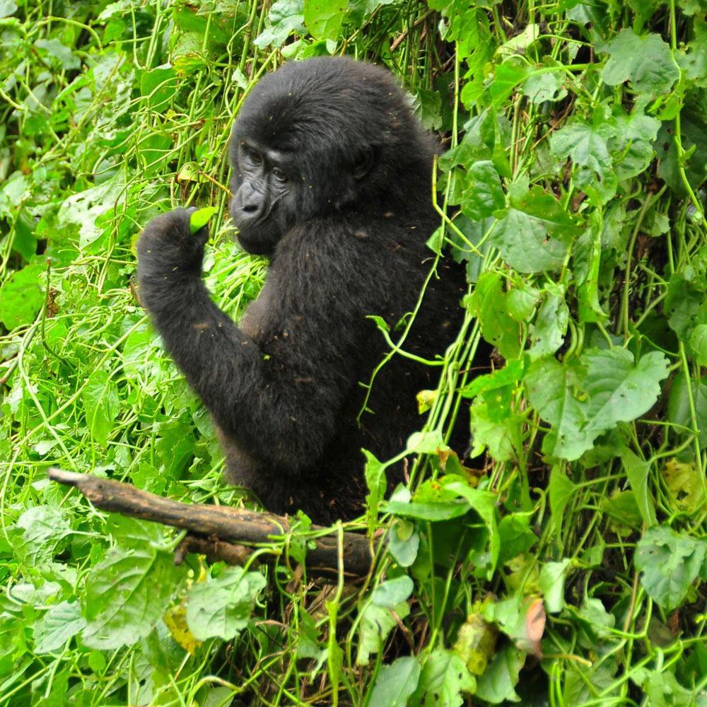 Bwindi Nationalpark