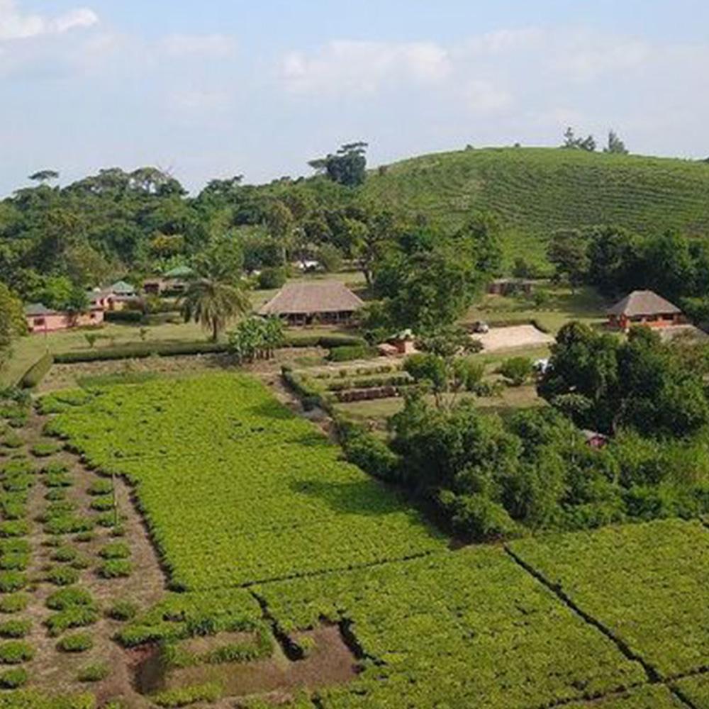 Chimpanzee Forest Guest House