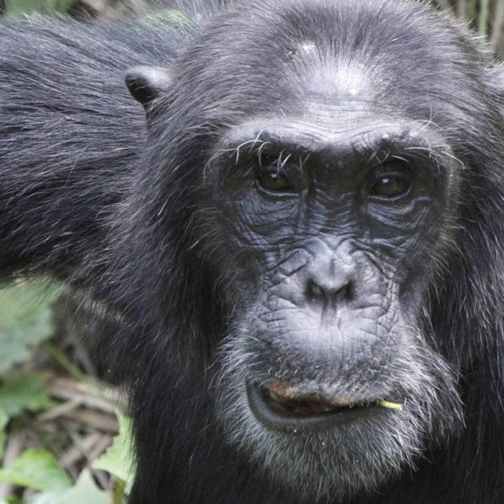 Kibale Nationalpark