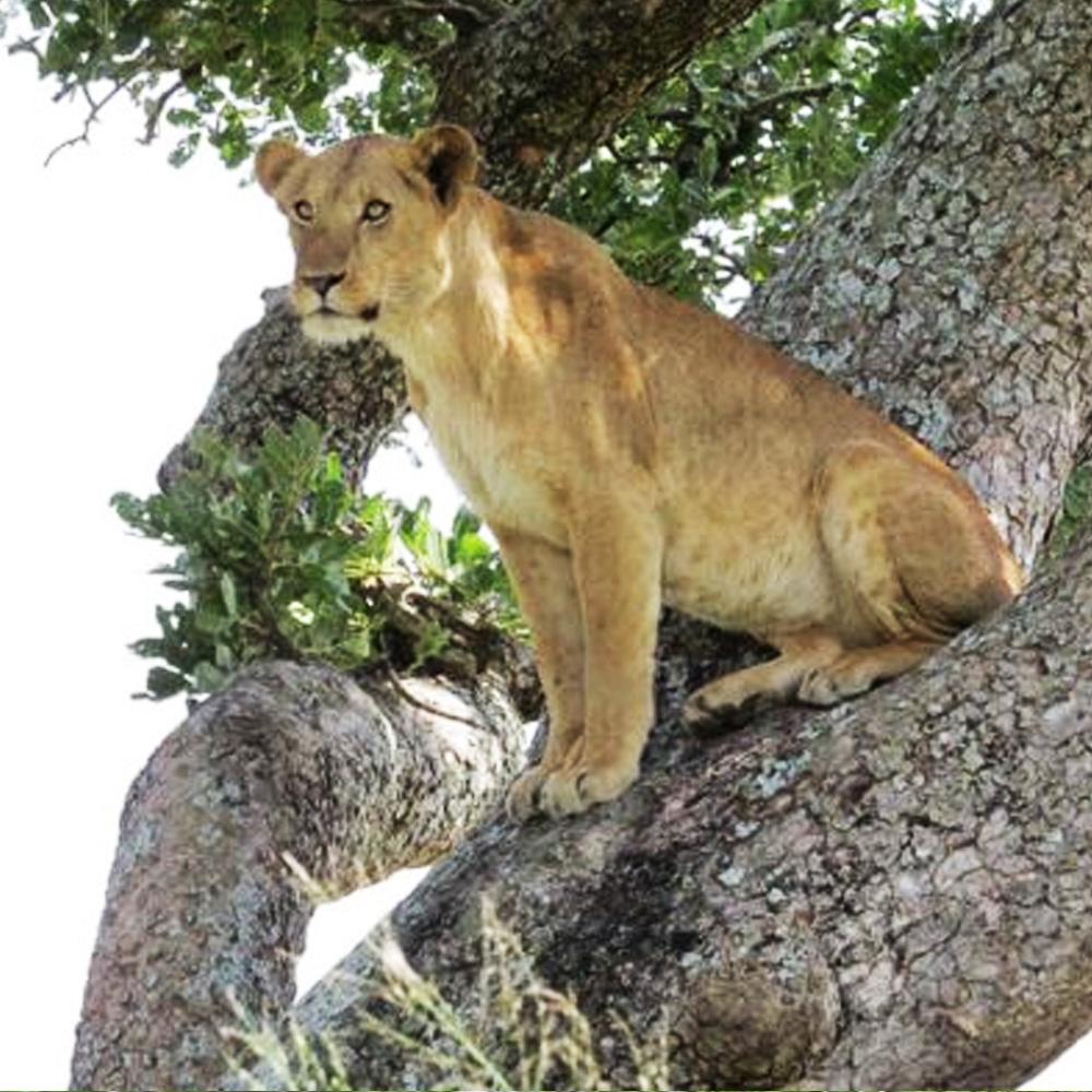Kidepo Nationalpark
