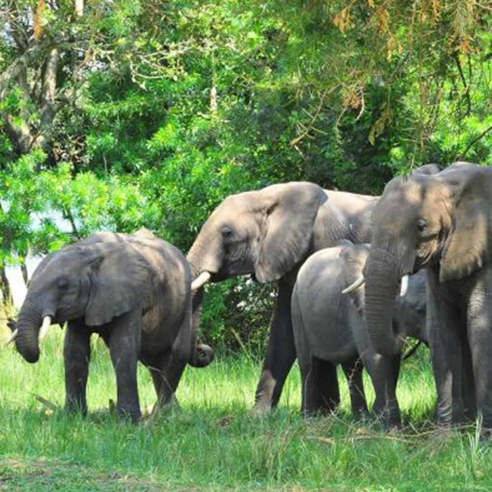 Murchison Falls Nationalpark 