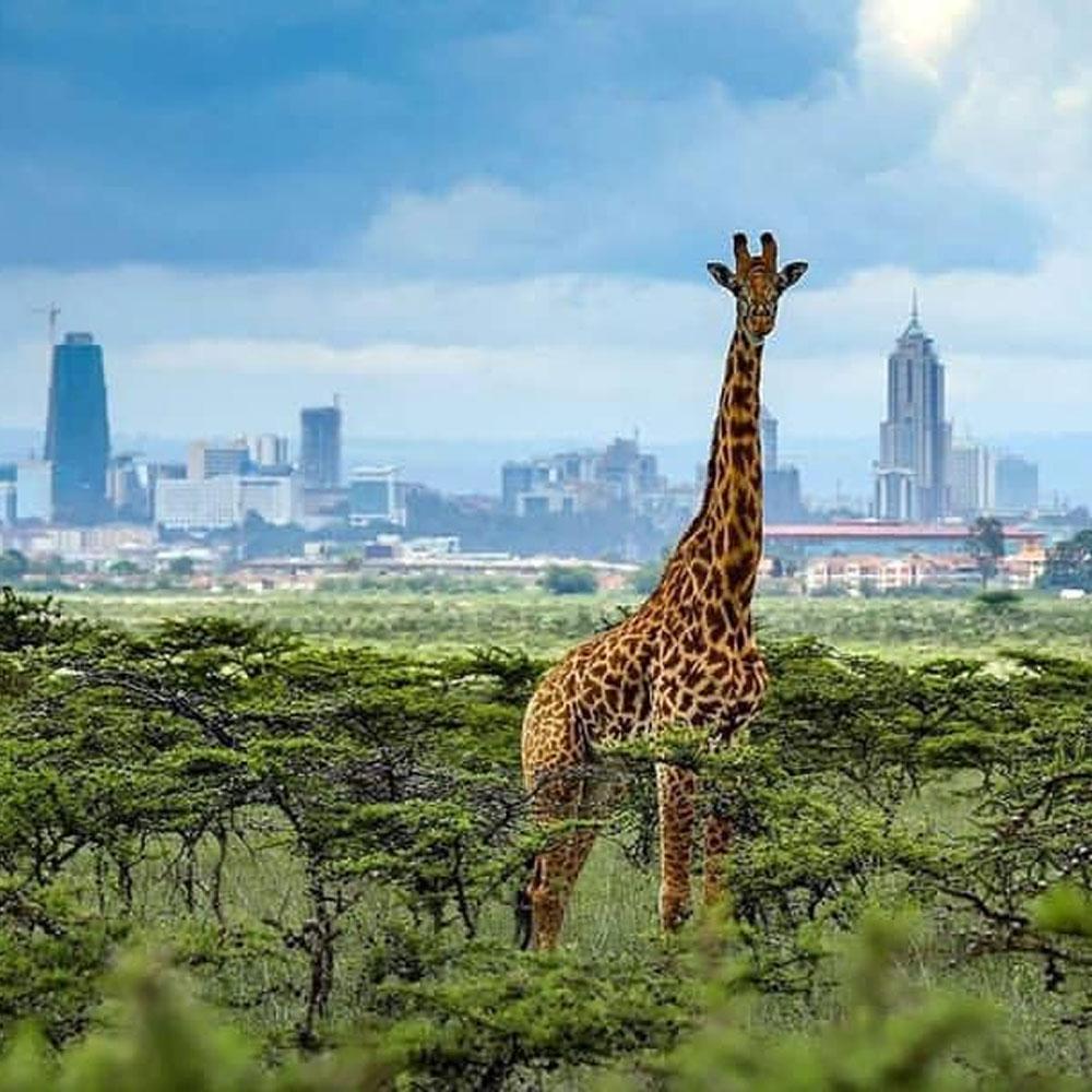 Nairobi Nationalpark