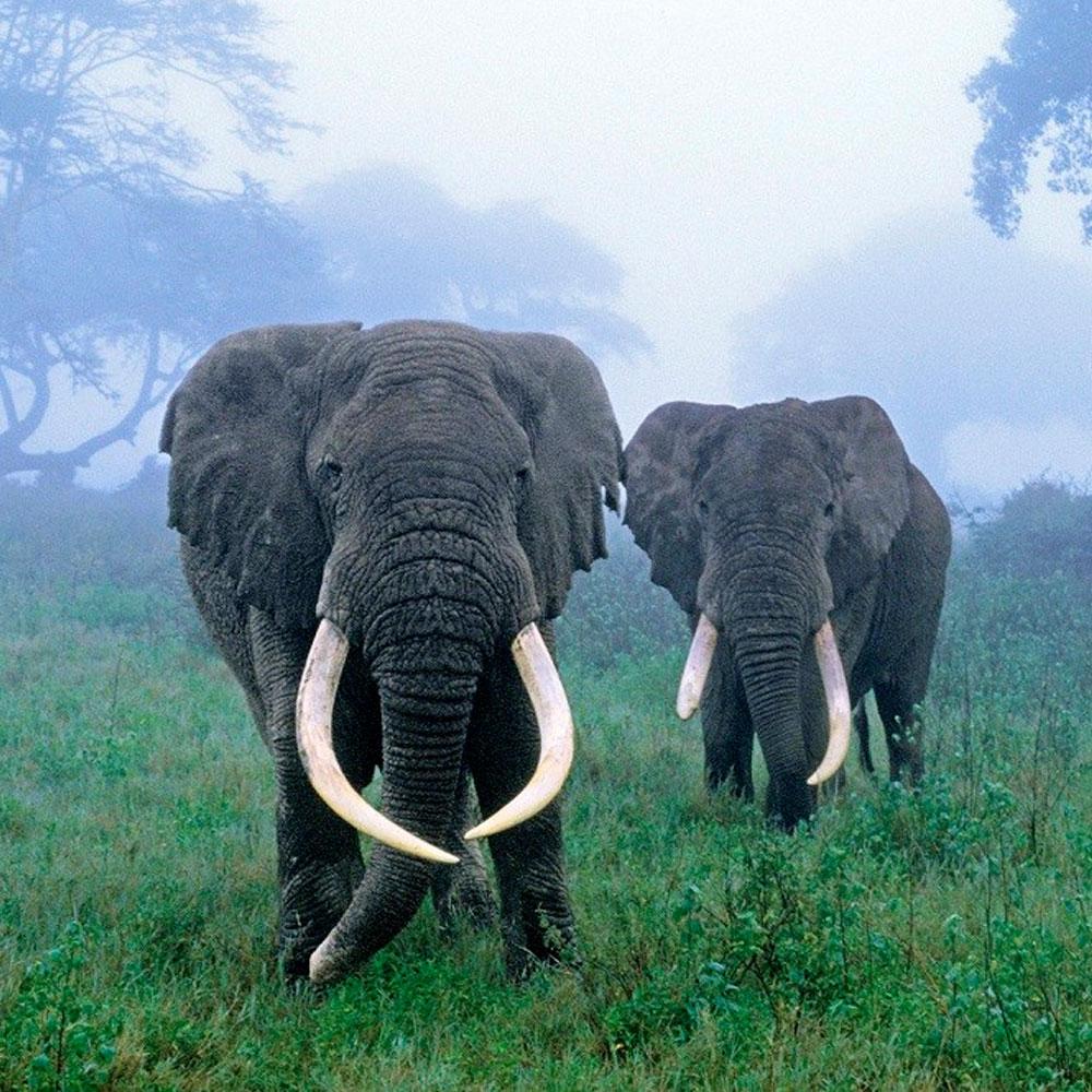 Ngorongoro Nationalpark