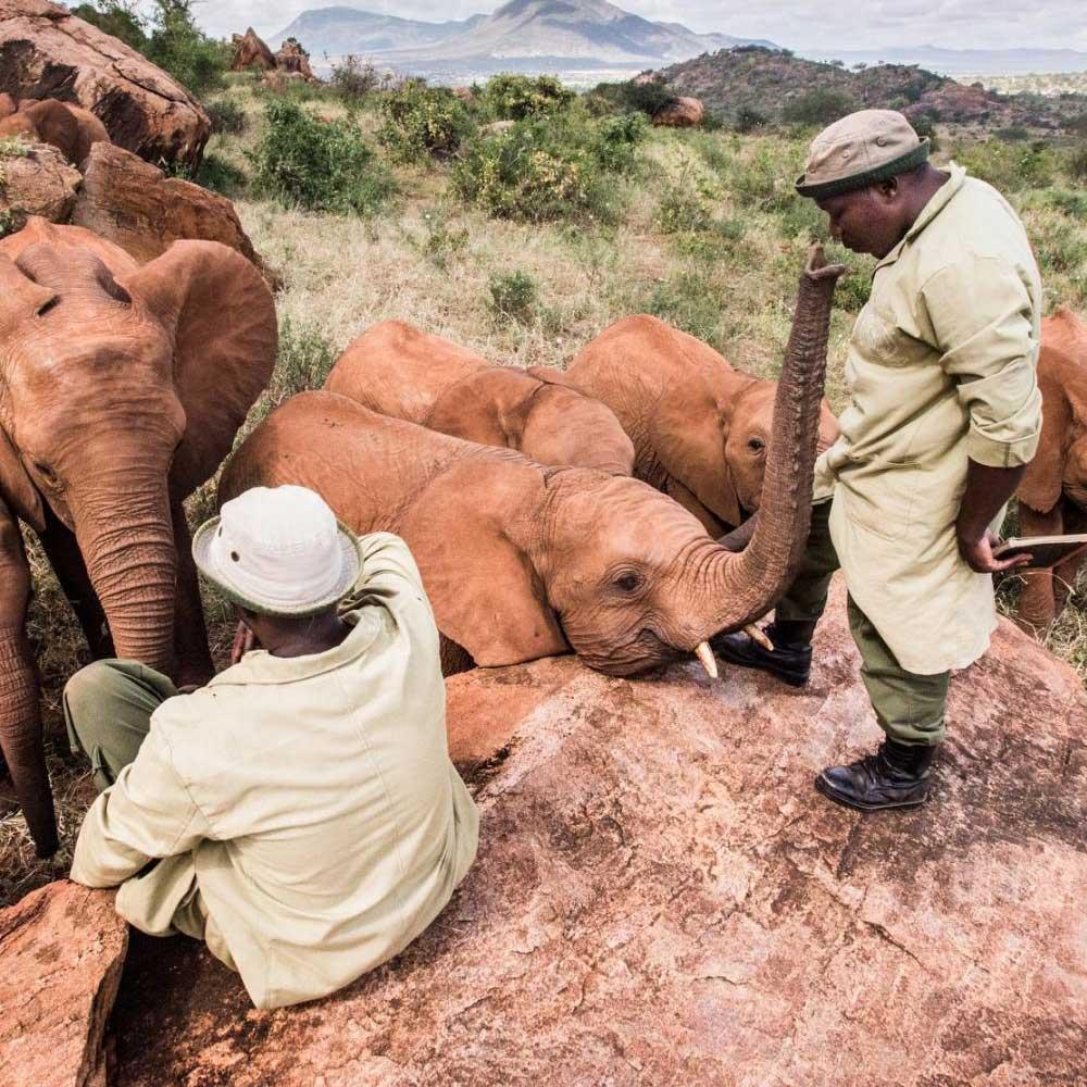 Sheldrick Wildlife Trust