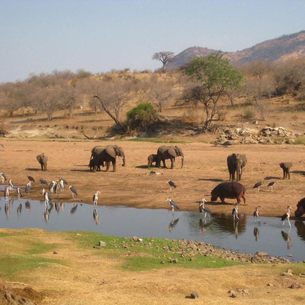 Ruaha Nationalpark