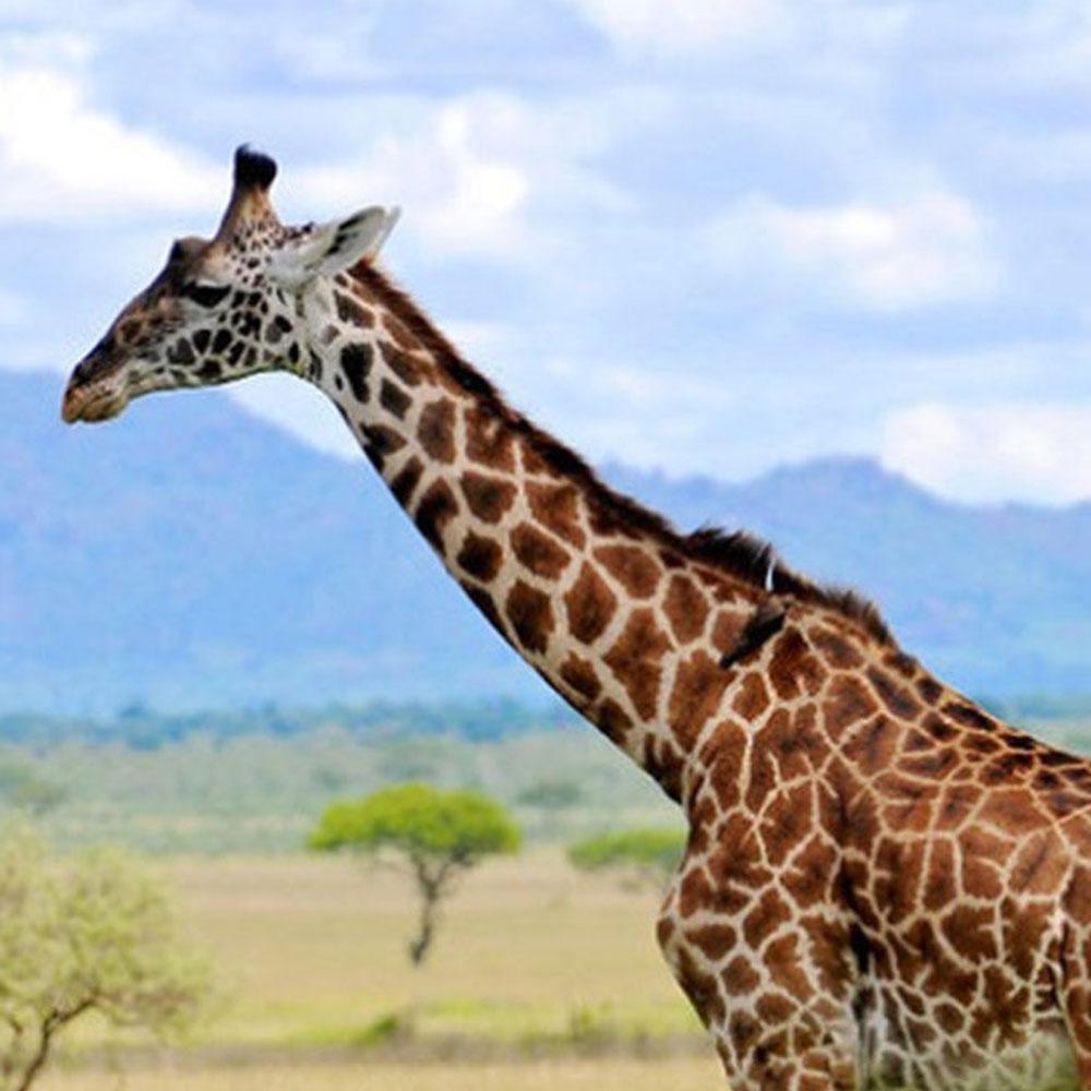 Serengeti Nationalpark Serengeti Nationalpark