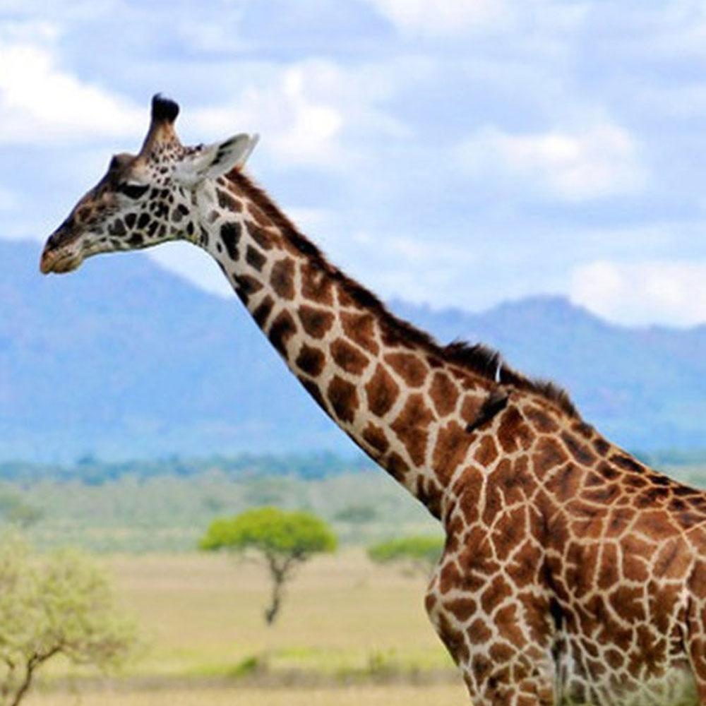 Serengeti Nationalpark