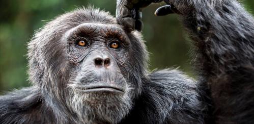 schimpansenbeobachtung-uganda-kibale
