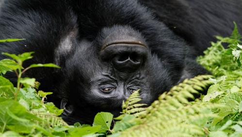 uganda-big-five-safari