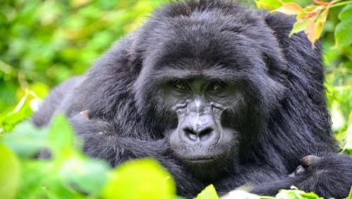 berggorillas-uganda