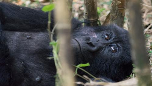 gorillas-uganda