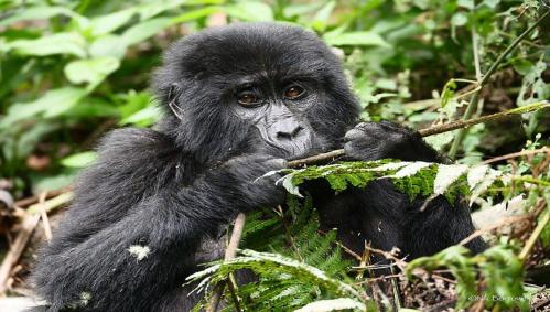 uganda-big-five-safari