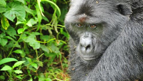 berggorillas-uganda