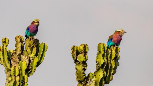 uganda-safari