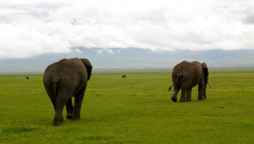 elephanten-tansania-ngorongoro