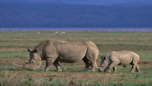 rhinos-ngorongoro