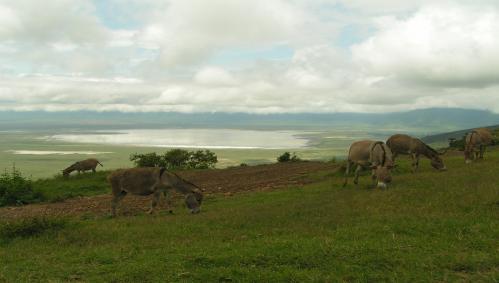 ngorngoro-tansania