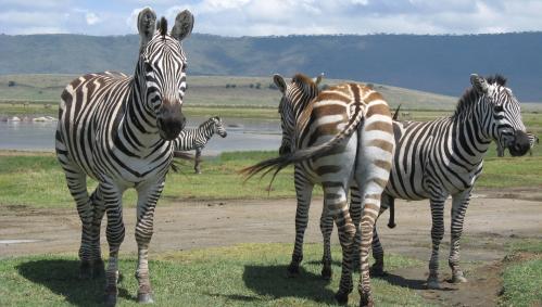 zebras-ngorongoro