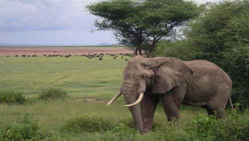 elephanten-tansania
