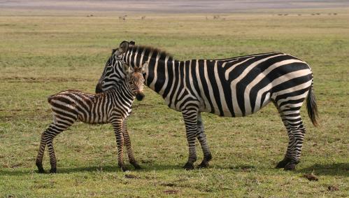 zebras-tansania