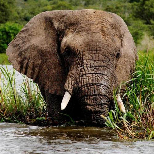 Bild 78